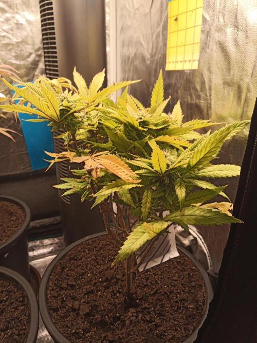 Shuga seed + Blimburn seed. Week 11 - Raver waifu day 2