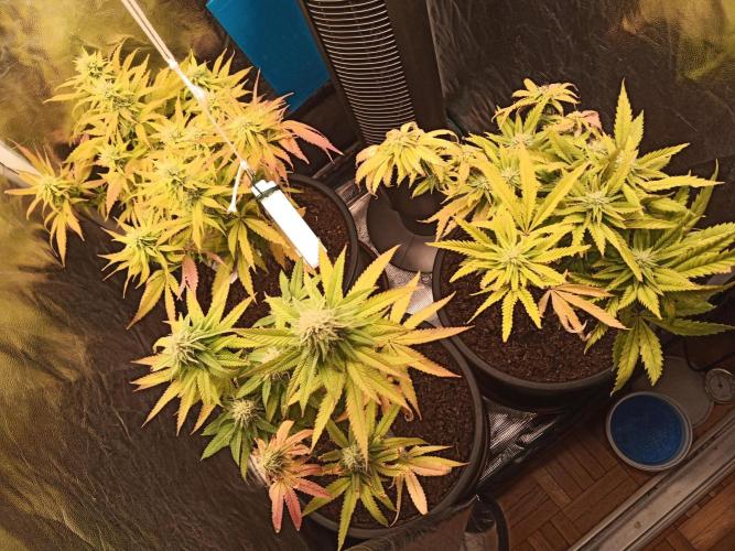 Shuga seed + Blimburn seed. Week 11 - Day 2