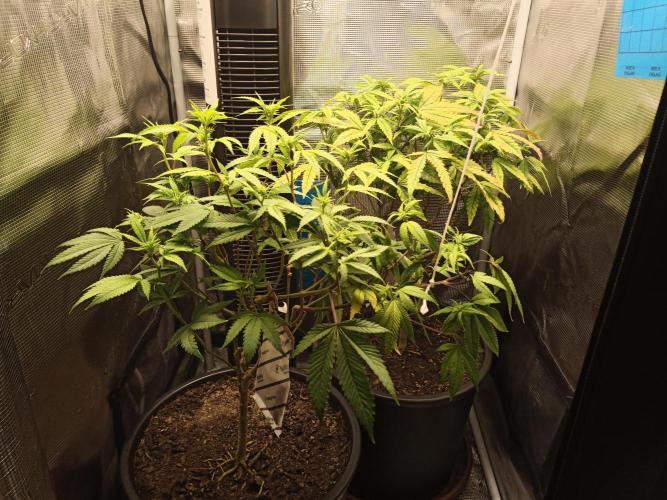 Annabelle's garden + Aristode seed co. Week 3 - Day 6 after defo