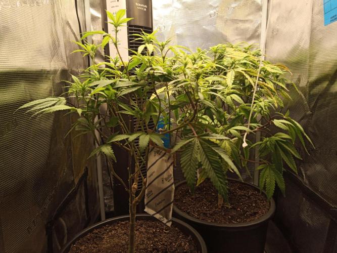 Annabelle's garden + Aristode seed co. Week 3 - Frosty slapz day 6 