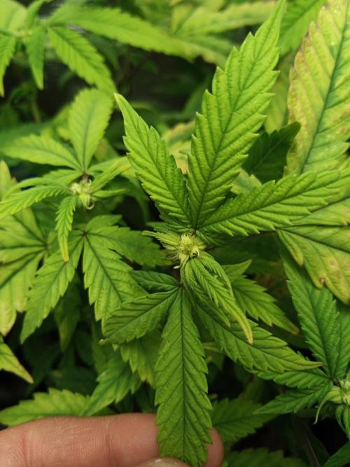 Annabelle's garden + Aristode seed co. Week 3 - Derecho day 6