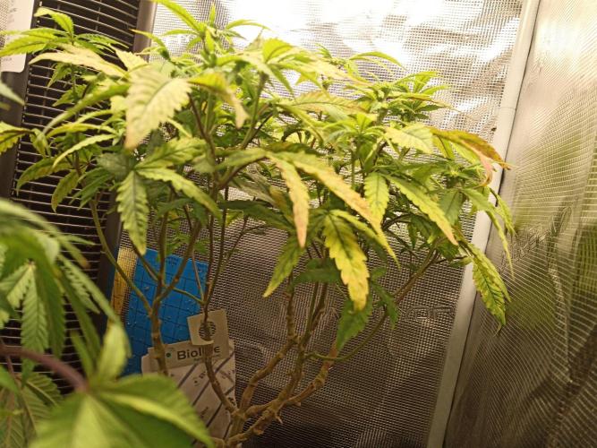 Annabelle's garden + Aristode seed co. Week 3 - Derecho day 6