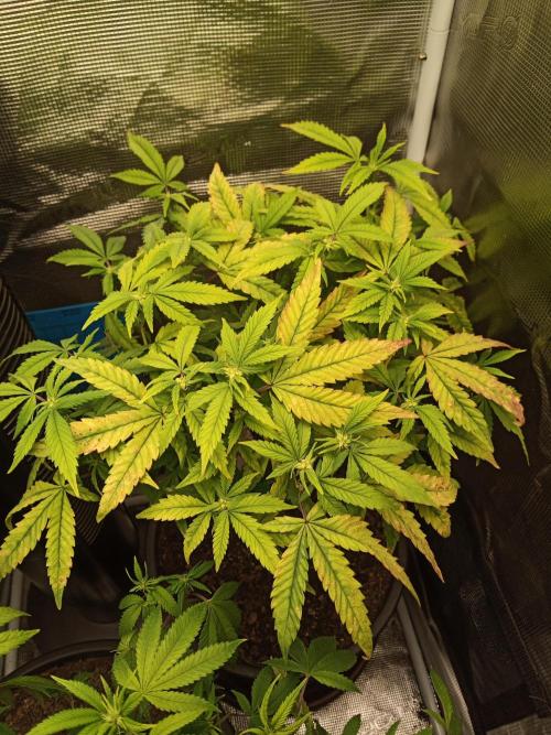 Annabelle's garden + Aristode seed co. Week 3 - Derecho day 6