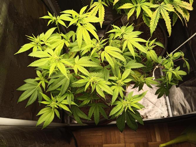 Annabelle's garden + Aristode seed co. Week 3 - Frosty slapz day 6