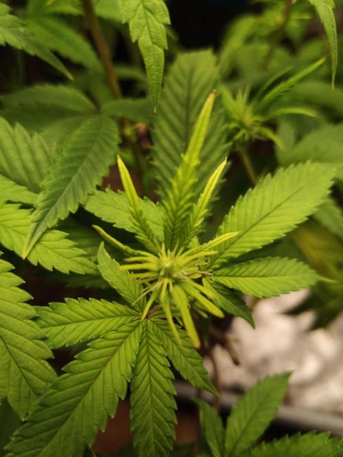 Annabelle's garden + Aristode seed co. Week 3 - Frosty slapz day 6