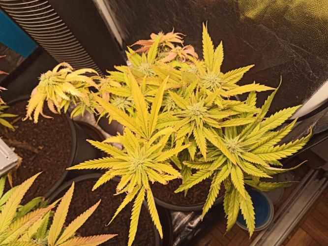 Shuga seed + Blimburn seed. Week 11 - Raver waifu day 6