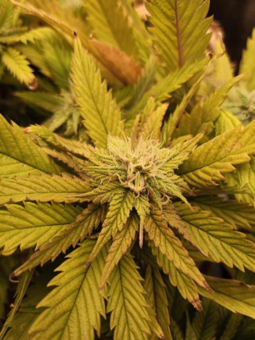 Shuga seed + Blimburn seed. Week 11 - Raver waifu day 6