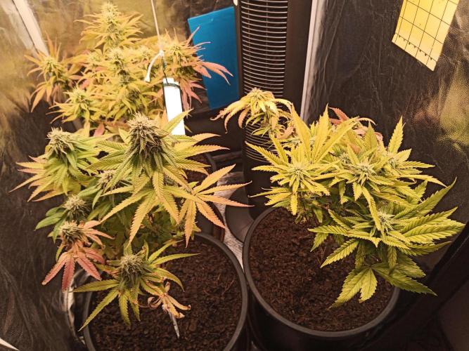 Shuga seed + Blimburn seed. Week 11 - Day 6