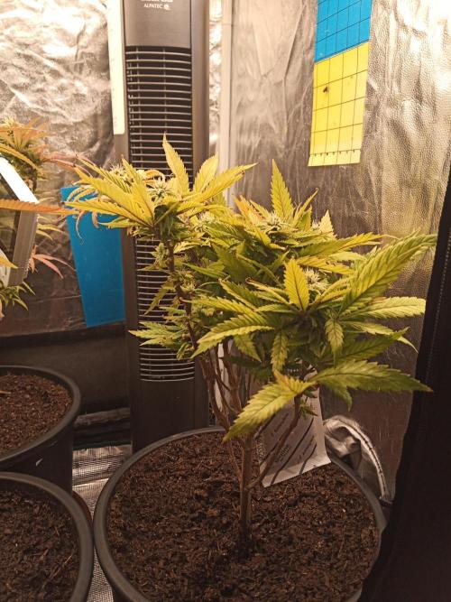 Shuga seed + Blimburn seed. Week 11 - Raver waifu day 6