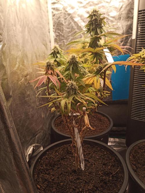 Shuga seed + Blimburn seed. Week 11 - Kyoto day 6