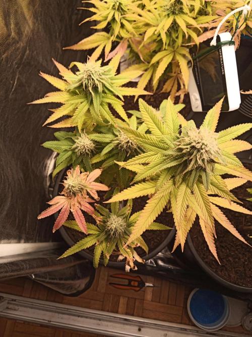 Shuga seed + Blimburn seed. Week 11 - Kyoto day 6