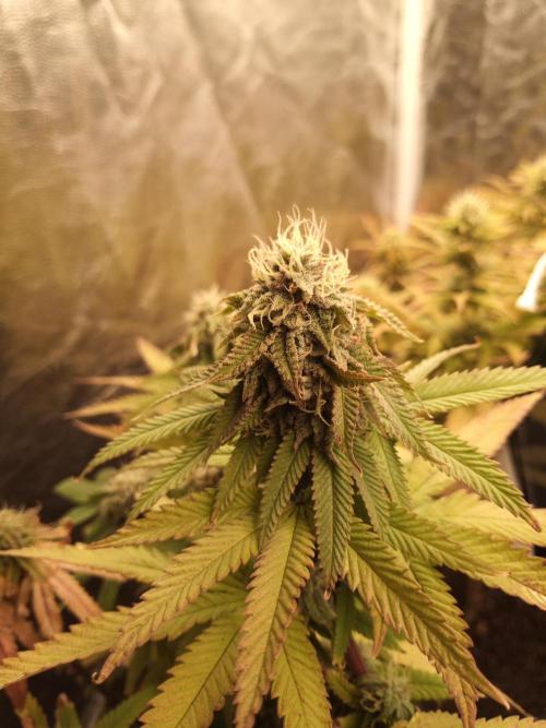 Shuga seed + Blimburn seed. Week 11 - Kyoto day 6