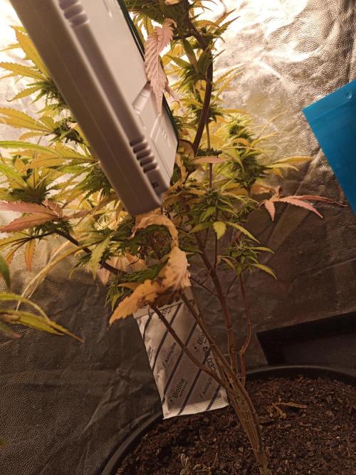 Shuga seed + Blimburn seed. Week 11 - Cap junky day 6