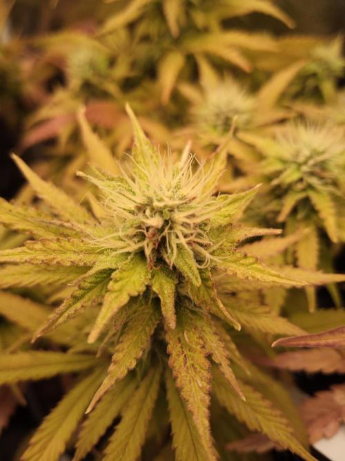 Shuga seed + Blimburn seed. Week 11 - Cap junky day 6