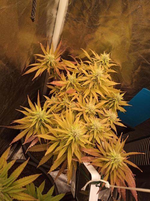 Shuga seed + Blimburn seed. Week 11 - Cap junky day 6