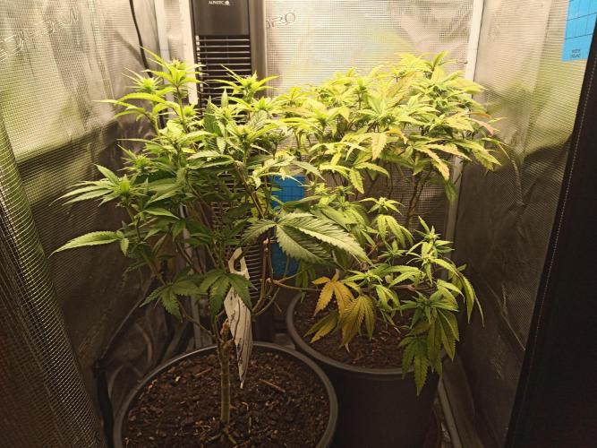 Annabelle's garden + Aristode seed co. Week 4 - Day 4