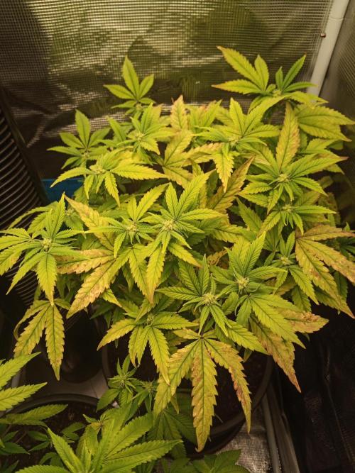 Annabelle's garden + Aristode seed co. Week 4 - Derecho bx1 day 4