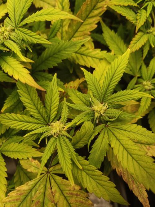 Annabelle's garden + Aristode seed co. Week 4 - Derecho bx1 day 4