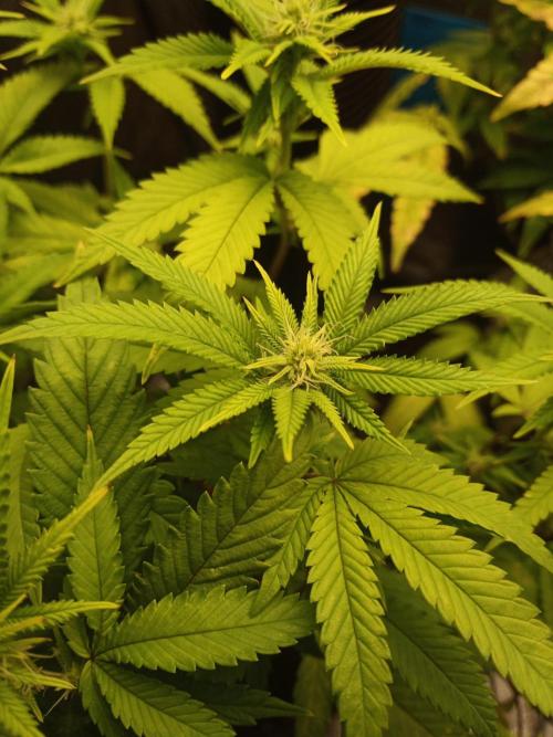 Annabelle's garden + Aristode seed co. Week 4 - Frosty slapz day 4