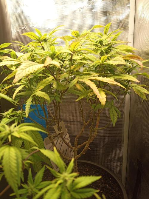 Annabelle's garden + Aristode seed co. Week 4 - Derecho bx1 day 4