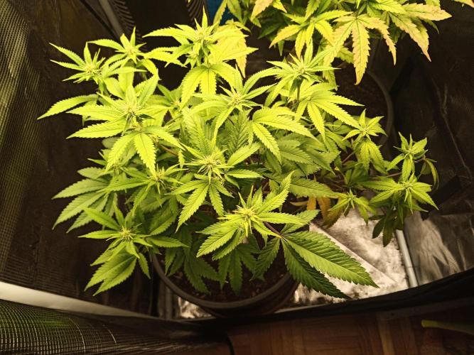 Annabelle's garden + Aristode seed co. Week 4 - Frosty slapz day 4