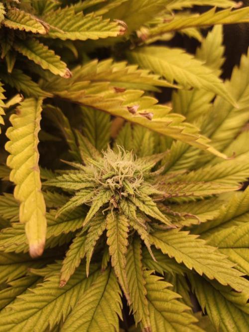 Shuga seed + Blimburn seed. Week 12 - Raver waifu day 4