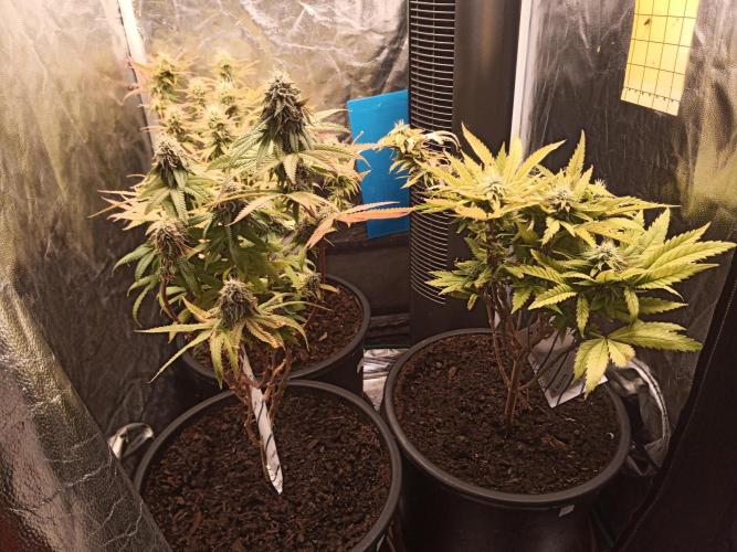 Shuga seed + Blimburn seed. Week 12 - Day 4