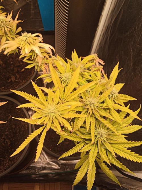 Shuga seed + Blimburn seed. Week 12 - Raver waifu day 4