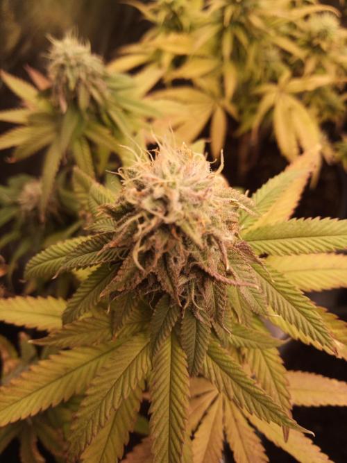 Shuga seed + Blimburn seed. Week 12 - Kyoto day 4