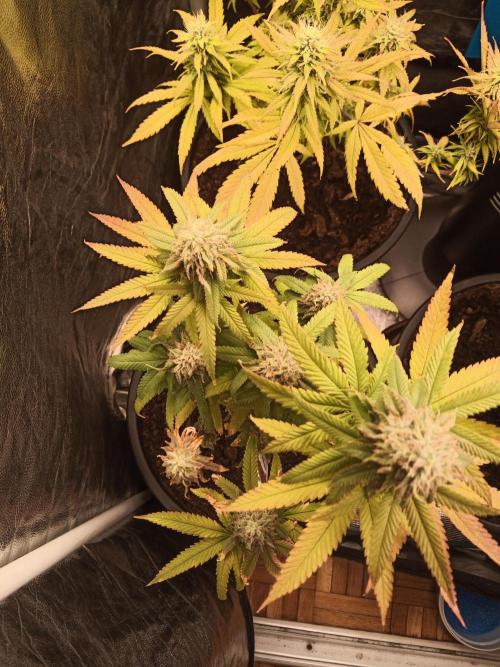 Shuga seed + Blimburn seed. Week 12 - Kyoto day 4