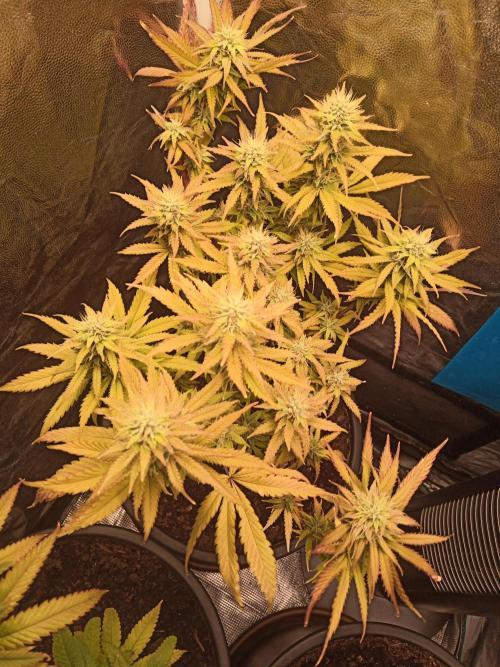 Shuga seed + Blimburn seed. Week 12 - Cap junky day 4