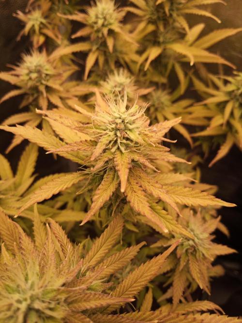 Shuga seed + Blimburn seed. Week 12 - Cap junky day 4