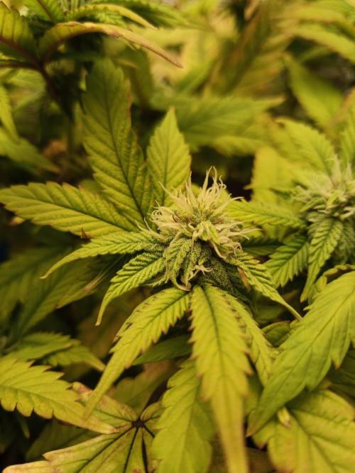 Annabelle's garden + Aristode seed co. Week 5 - Derecho bx1 day 4