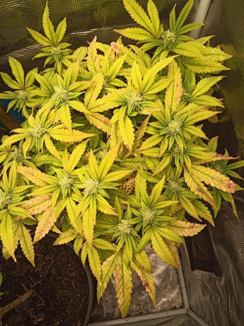 Annabelle's garden + Aristode seed co. Week 5 - Derecho bx1 day 4