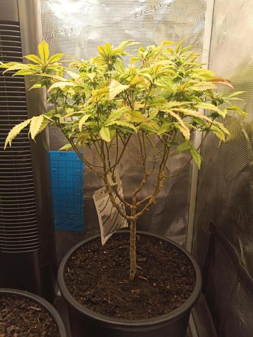 Annabelle's garden + Aristode seed co. Week 5 - Derecho bx1 day 4