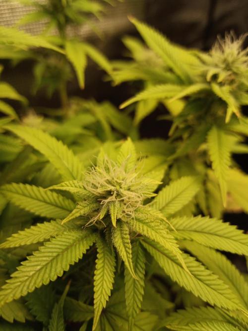 Annabelle's garden + Aristode seed co. Week 5 - Frosty slapz day 4