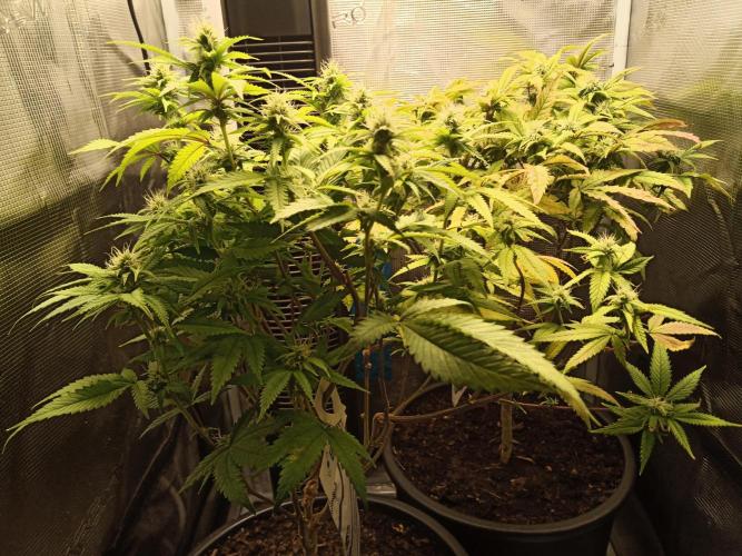 Annabelle's garden + Aristode seed co. Week 5 - Day 4