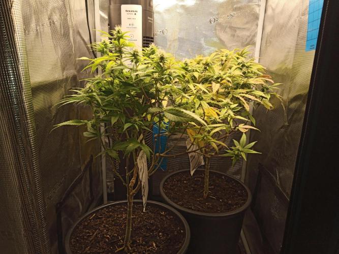 Annabelle's garden + Aristode seed co. Week 5 - Day 4