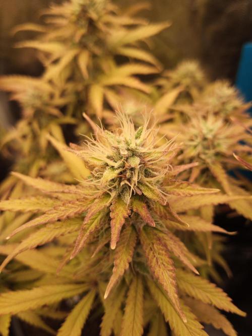 Shuga seed + Blimburn seed. Week 13 - Cap junky day 4