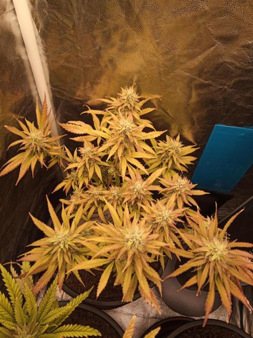 Shuga seed + Blimburn seed. Week 13 - Cap junky day 4