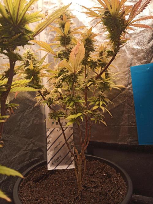 Shuga seed + Blimburn seed. Week 13 - Cap junky day 4