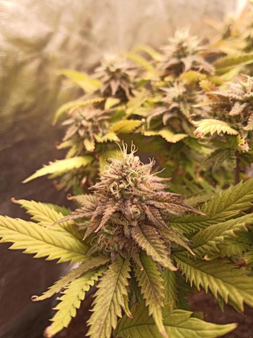 Shuga seed + Blimburn seed. Week 13 - Raver waifu day 4