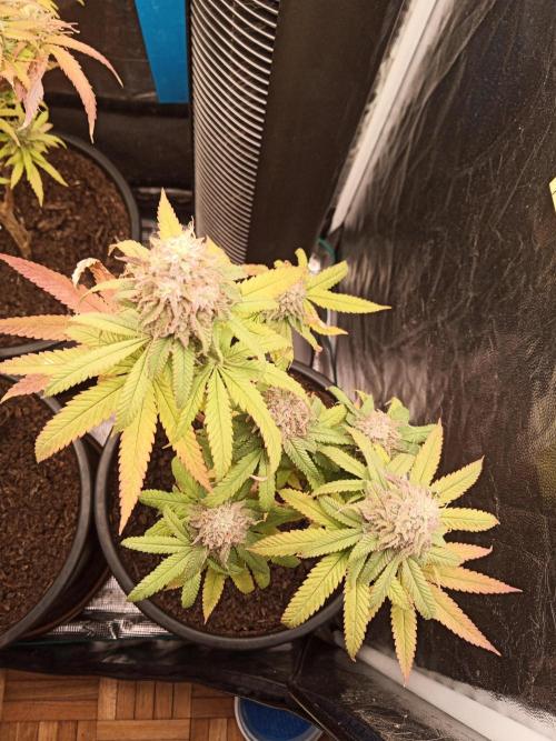 Shuga seed + Blimburn seed. Week 13 - Kyoto day 4