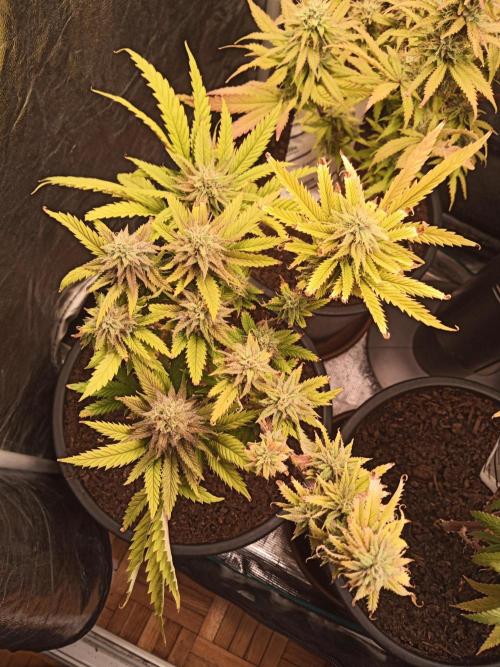 Shuga seed + Blimburn seed. Week 13 - Raver waifu day 4