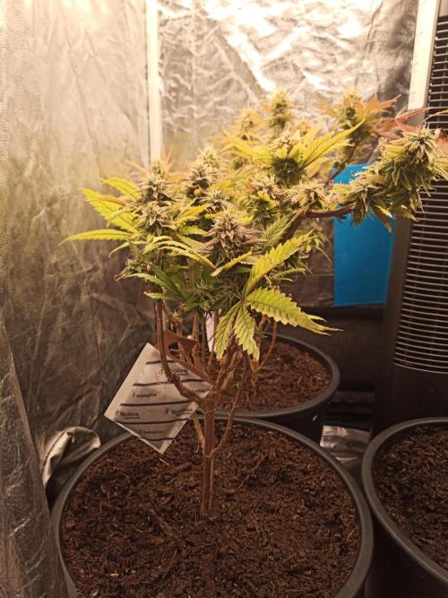 Shuga seed + Blimburn seed. Week 13 - Raver waifu day 4