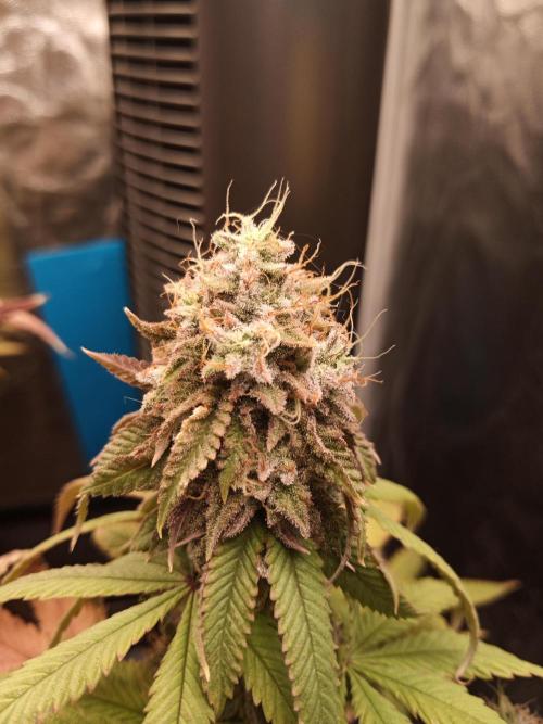 Shuga seed + Blimburn seed. Week 13 - Kyoto day 4