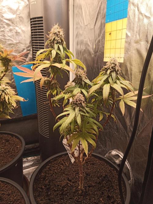 Shuga seed + Blimburn seed. Week 13 - Kyoto day 4