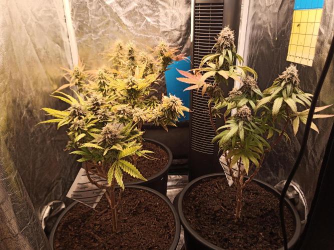 Shuga seed + Blimburn seed. Week 13 - Day 4