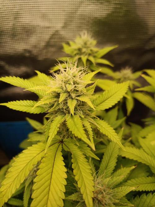 Annabelle's garden + Aristode seed co. Week 6 - Frosty slapz day 5