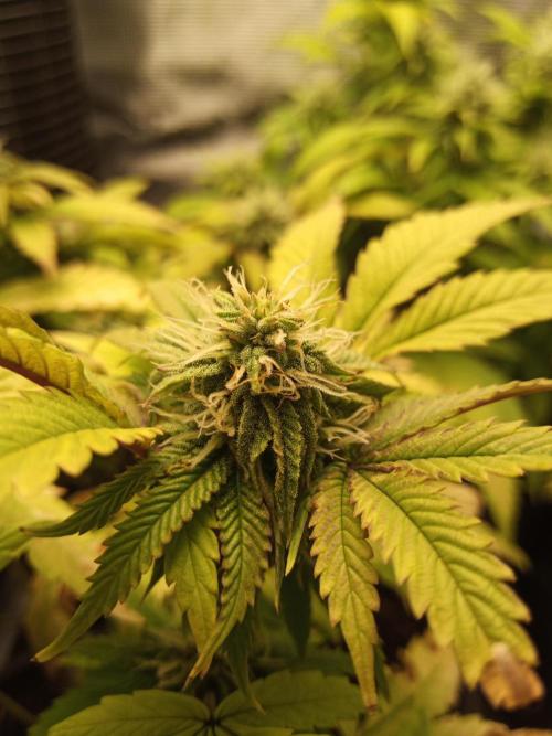 Annabelle's garden + Aristode seed co. Week 6 - Derecho day 5